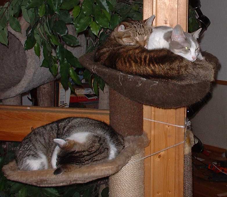 3 Katzen...
